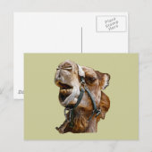 Camel Postcard Postkarte (Vorne/Hinten)