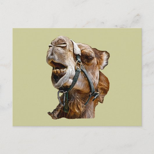 Camel Postcard Postkarte (Vorderseite)