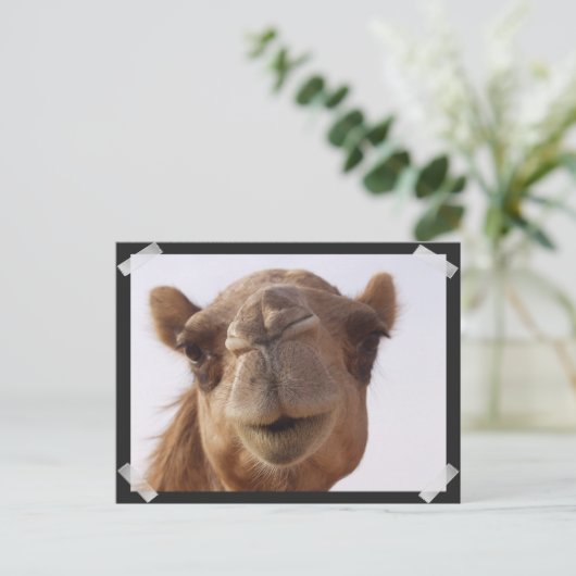 Camel Postcard Postkarte (Stehend Vorderseite)