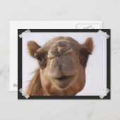 Camel Postcard Postkarte (Vorne/Hinten)