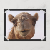 Camel Postcard Postkarte (Vorderseite)