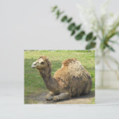Camel Postcard Postkarte (Stehend Vorderseite)