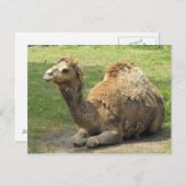 Camel Postcard Postkarte (Vorne/Hinten)
