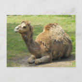 Camel Postcard Postkarte (Vorderseite)