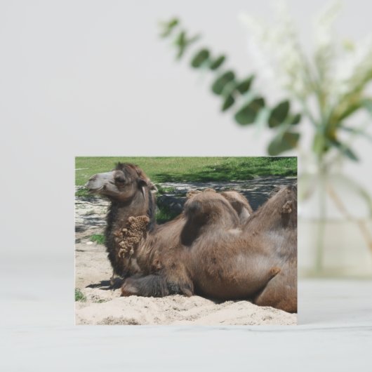 Camel Postcard Postkarte (Stehend Vorderseite)