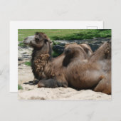 Camel Postcard Postkarte (Vorne/Hinten)