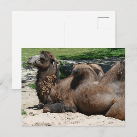 Camel Postcard Postkarte (Vorne/Hinten)