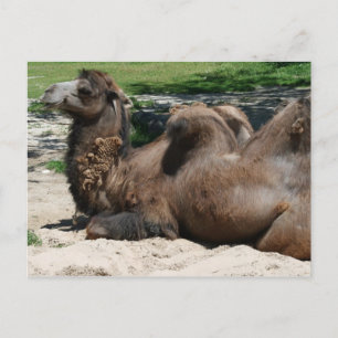 Camel Postcard Postkarte