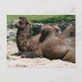 Camel Postcard Postkarte (Vorderseite)
