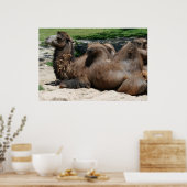 Camel Poster (Küche)