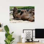 Camel Poster (Heimbüro)