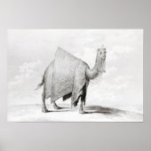 Camel Poster (Vorne)