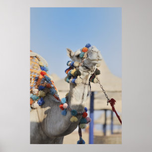 Camel Poster