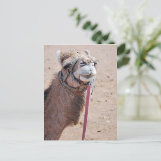 Camel Postkarte (Stehend Vorderseite)