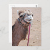 Camel Postkarte (Vorne/Hinten)