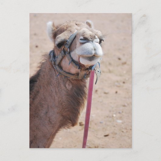 Camel Postkarte (Vorderseite)