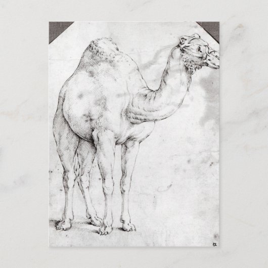 Camel Postkarte (Vorderseite)