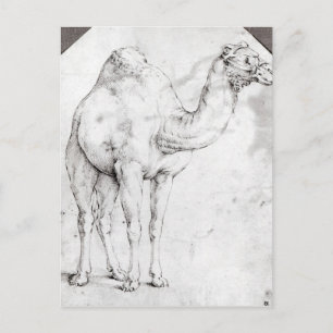 Camel Postkarte