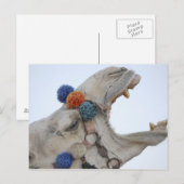 Camel Postkarte (Vorne/Hinten)