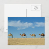 Camel Postkarte (Vorne/Hinten)