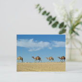 Camel Postkarte (Stehend Vorderseite)