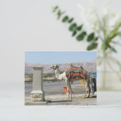 Camel Postkarte (Stehend Vorderseite)