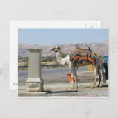 Camel Postkarte (Vorne/Hinten)