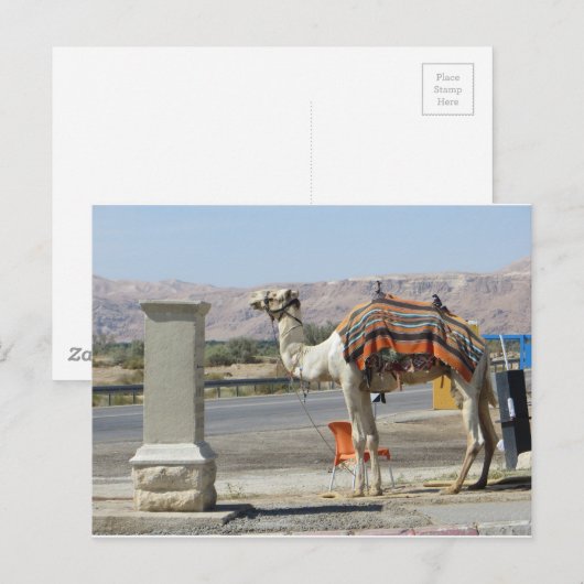 Camel Postkarte (Vorne/Hinten)