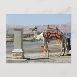 Camel Postkarte