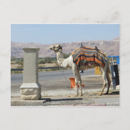 Camel Postkarte