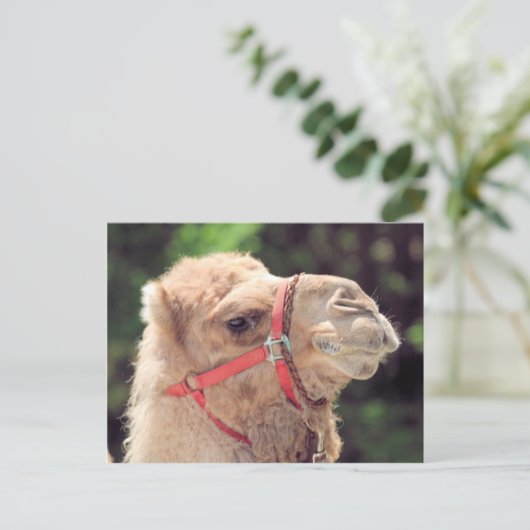 Camel Postkarte (Stehend Vorderseite)