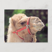 Camel Postkarte (Vorderseite)