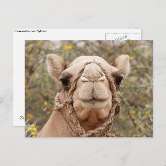 Camel Postkarte (Vorne/Hinten)