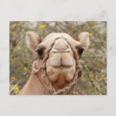 Camel Postkarte (Vorderseite)
