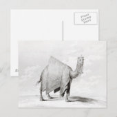 Camel Postkarte (Vorne/Hinten)
