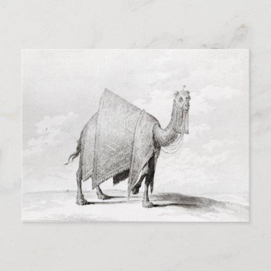 Camel Postkarte (Vorderseite)