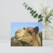 Camel Postkarte (Stehend Vorderseite)