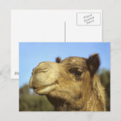 Camel Postkarte (Vorne/Hinten)