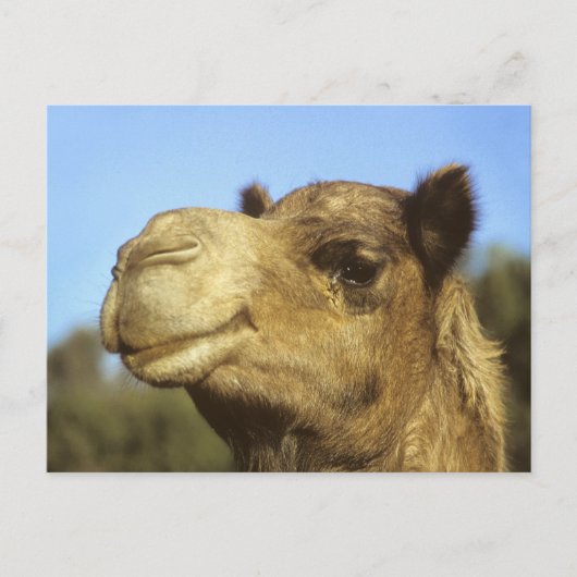 Camel Postkarte (Vorderseite)