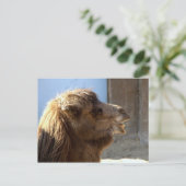 Camel Postkarte (Stehend Vorderseite)