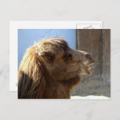 Camel Postkarte (Vorne/Hinten)