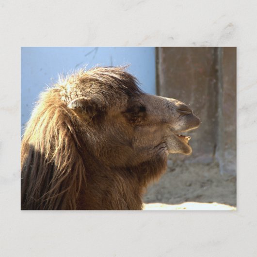 Camel Postkarte (Vorderseite)