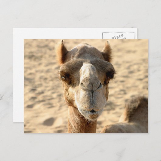 Camel Postkarte (Vorne/Hinten)