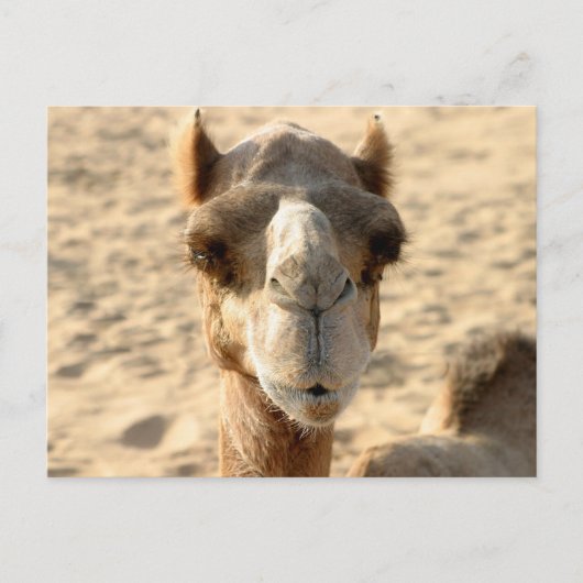 Camel Postkarte (Vorderseite)