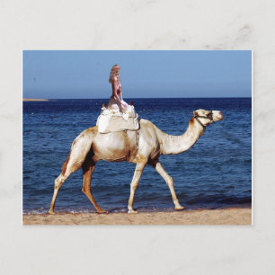 Camel Rider am Meer Postkarte