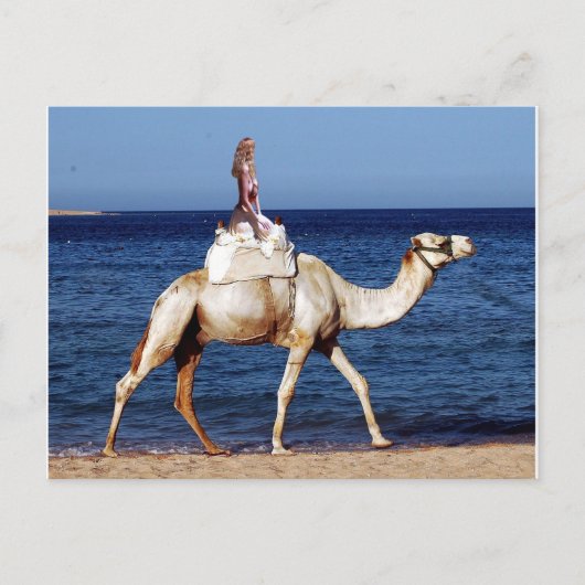 Camel Rider am Meer Postkarte (Vorderseite)