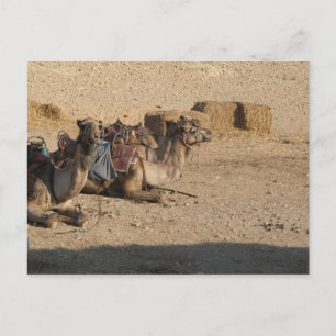 Camel Sitting - Customized Postkarte