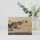 Camel Sitting Postkarte (Stehend Vorderseite)