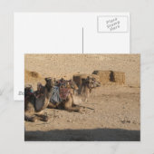 Camel Sitting Postkarte (Vorne/Hinten)