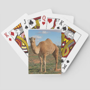 Camel Spielkarten
